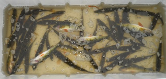 Brian Perch_Edit_1.JPG